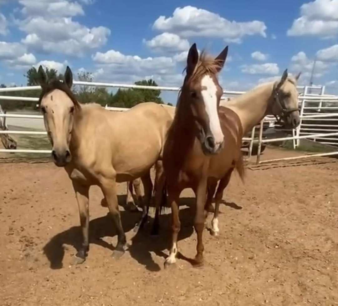 Generous Denver7 viewers donate money to help Colorado horse rescue that saved seemingly pregnant horses