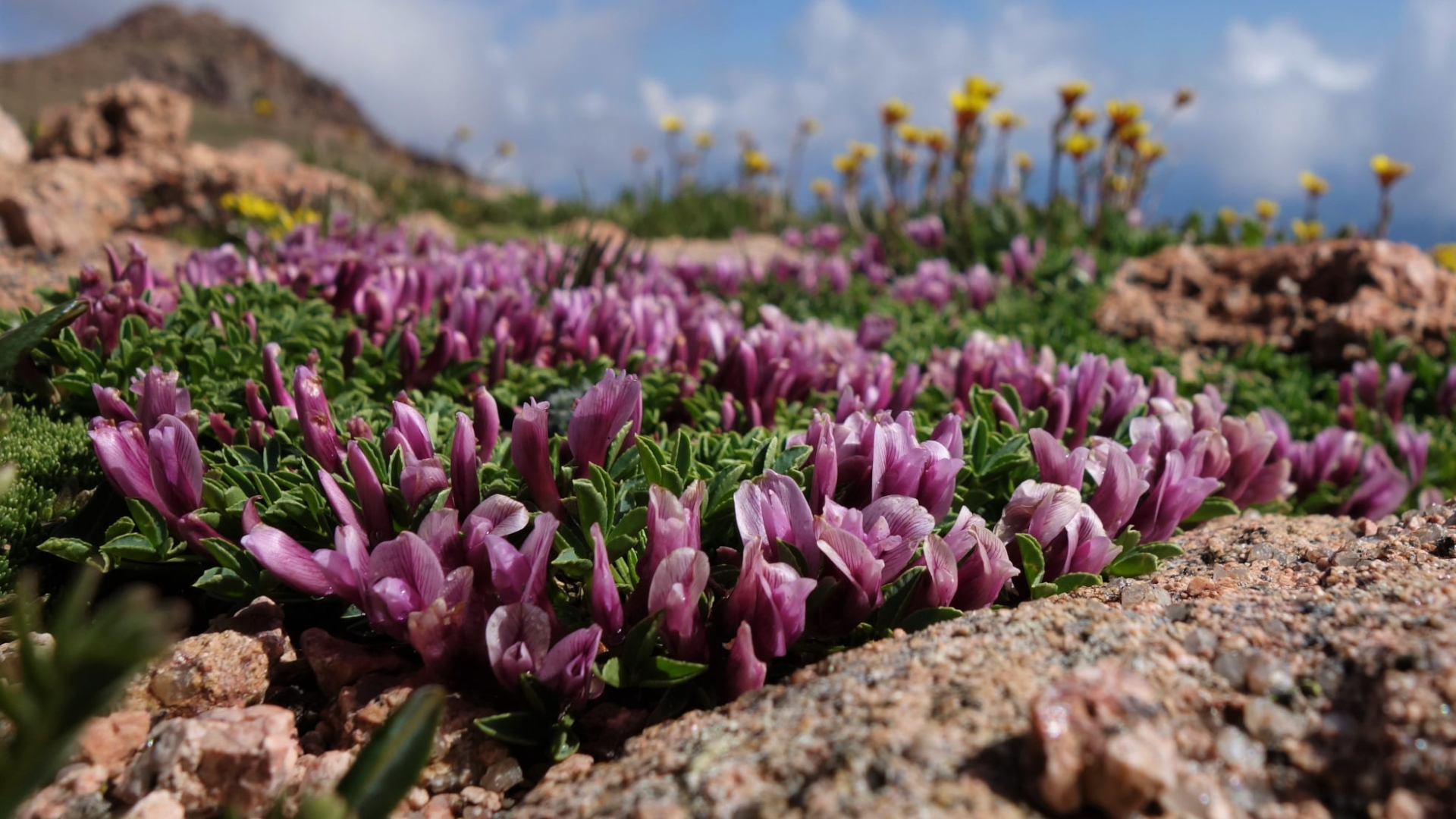 Jeff Castillo Pikes Peak Wildflowers 6.jpg