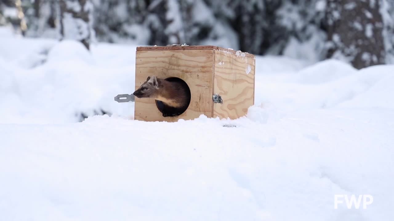 pine marten fwp.jpg