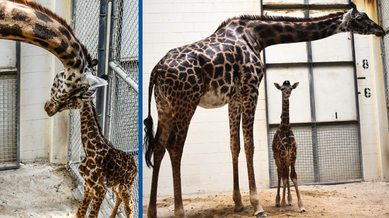 giraffebaby.jpg