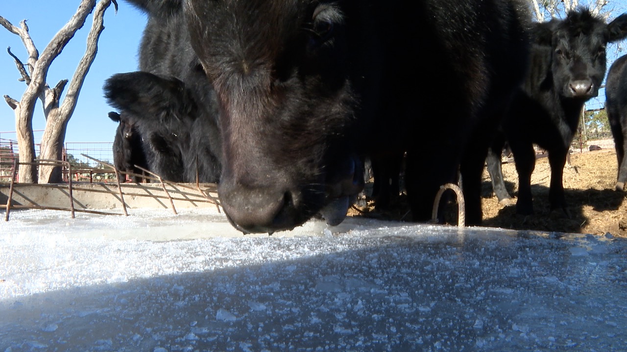 Texas cattle rancher are fighting the cold
