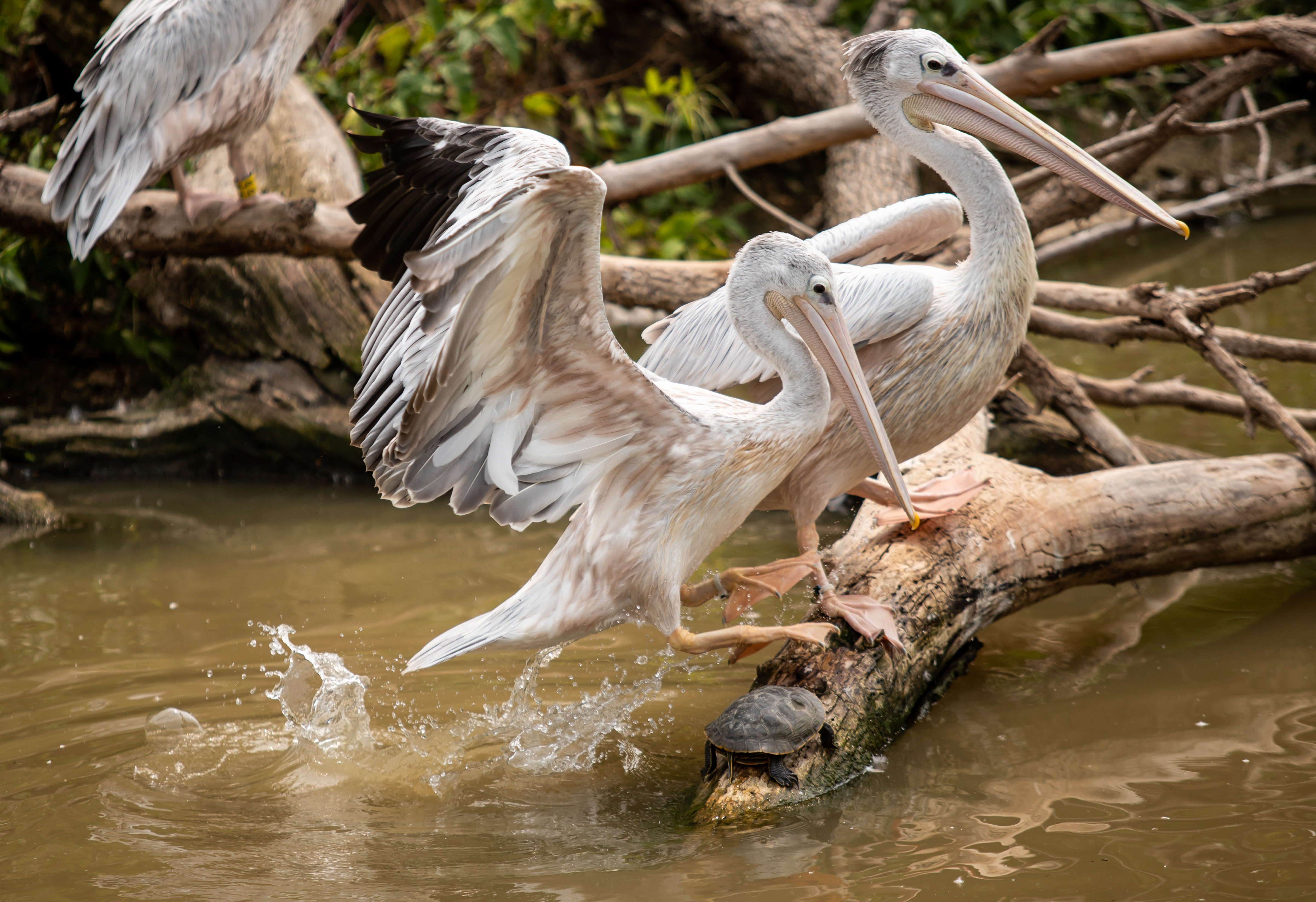 A pelican lands on a log occupied by a turtle and another pelican