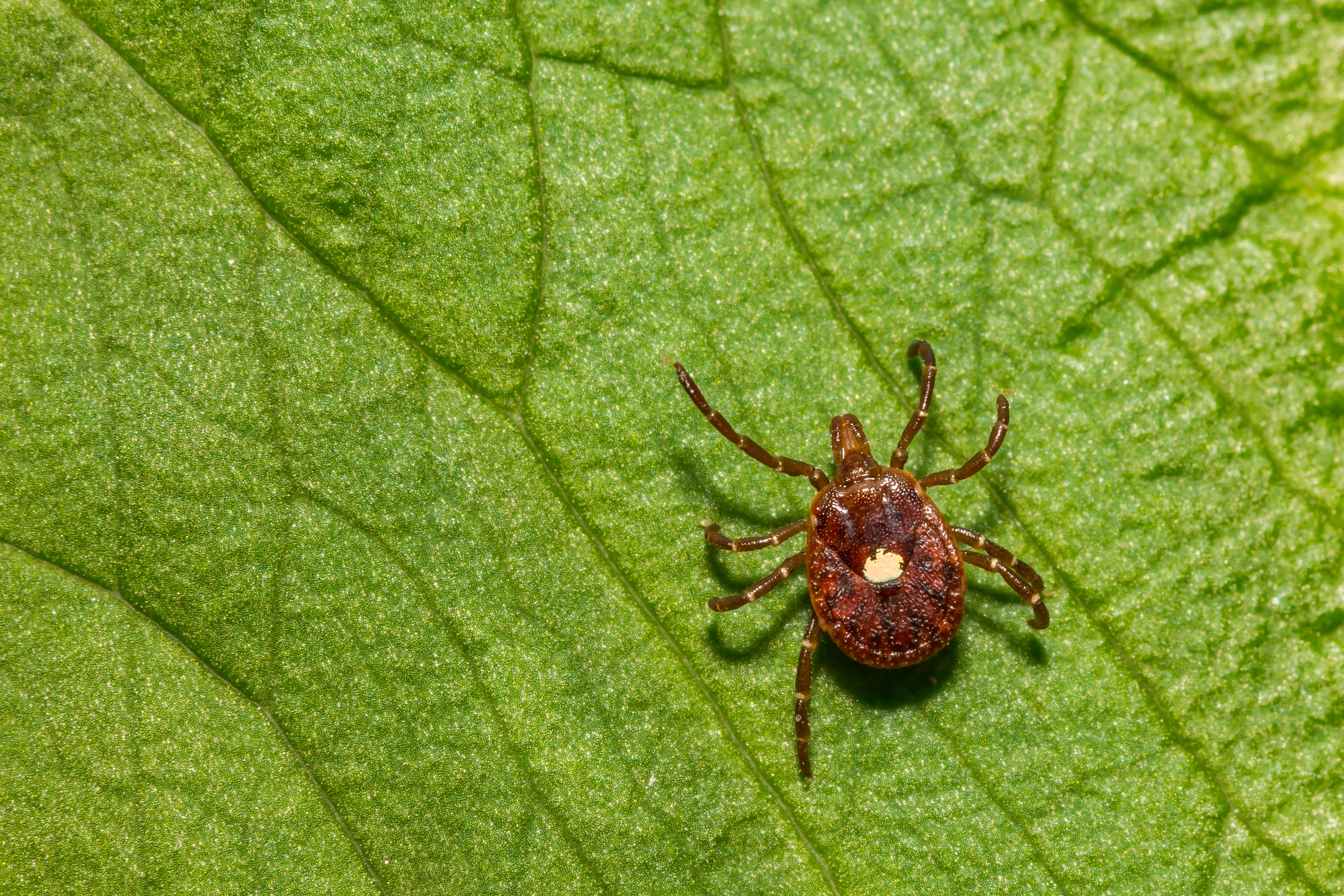 A Lone Star tick on a leaf. 