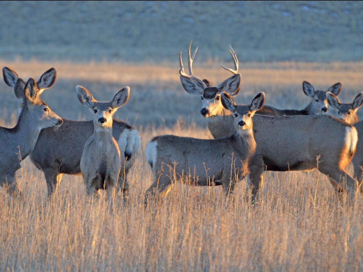 Mule Deer 