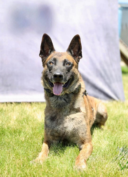K9 Khan Adams County Sheriffs Office.png