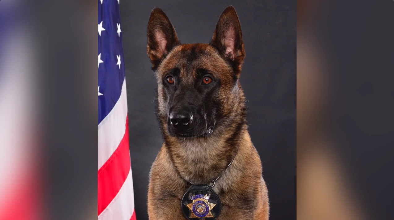 Kern County Sheriff's Office K-9 Hannes