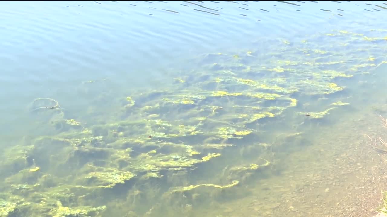 algal bloom.jpg