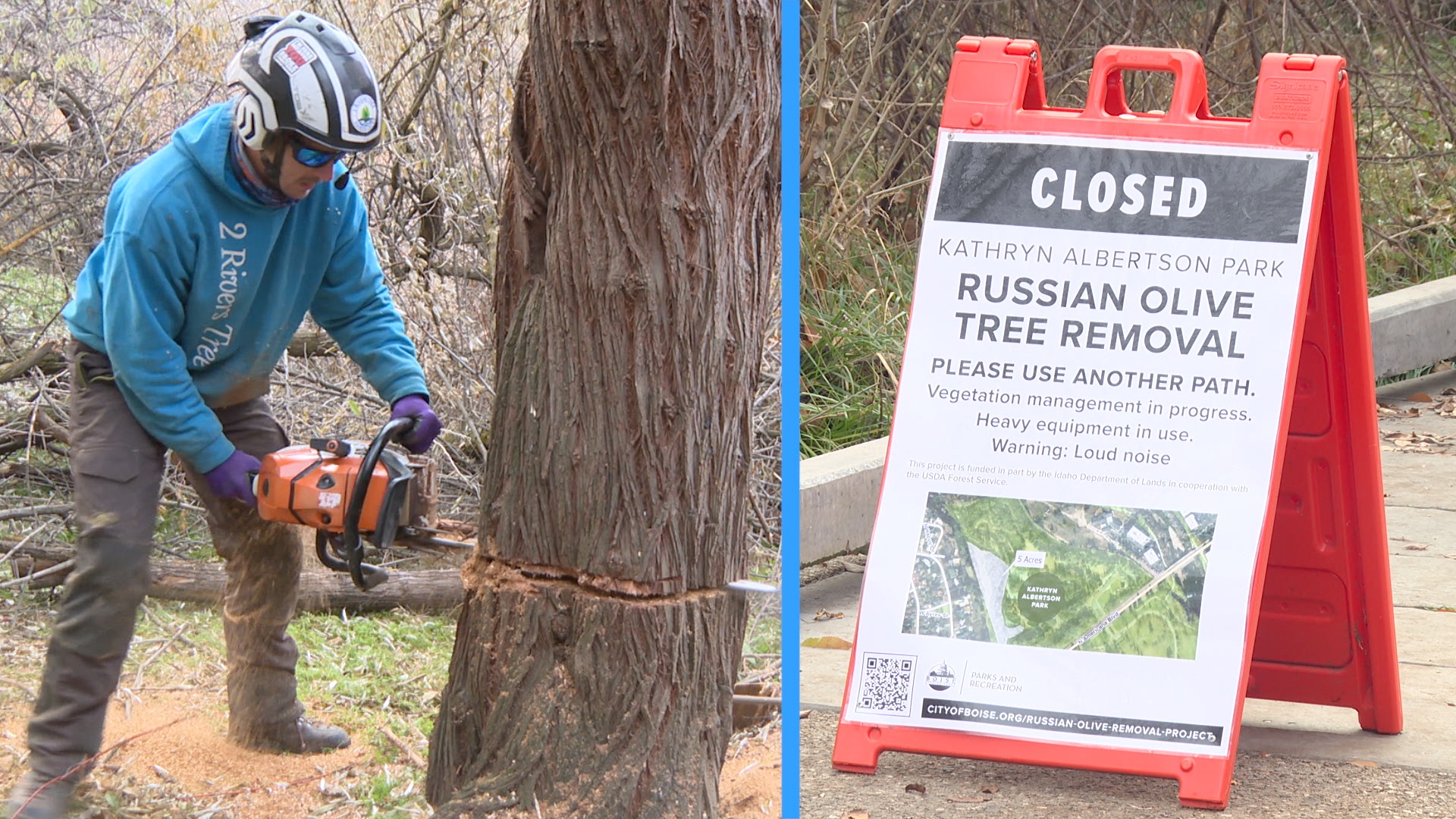 RUSSIAN OLIVE REMOVAL thumbnail.jpg