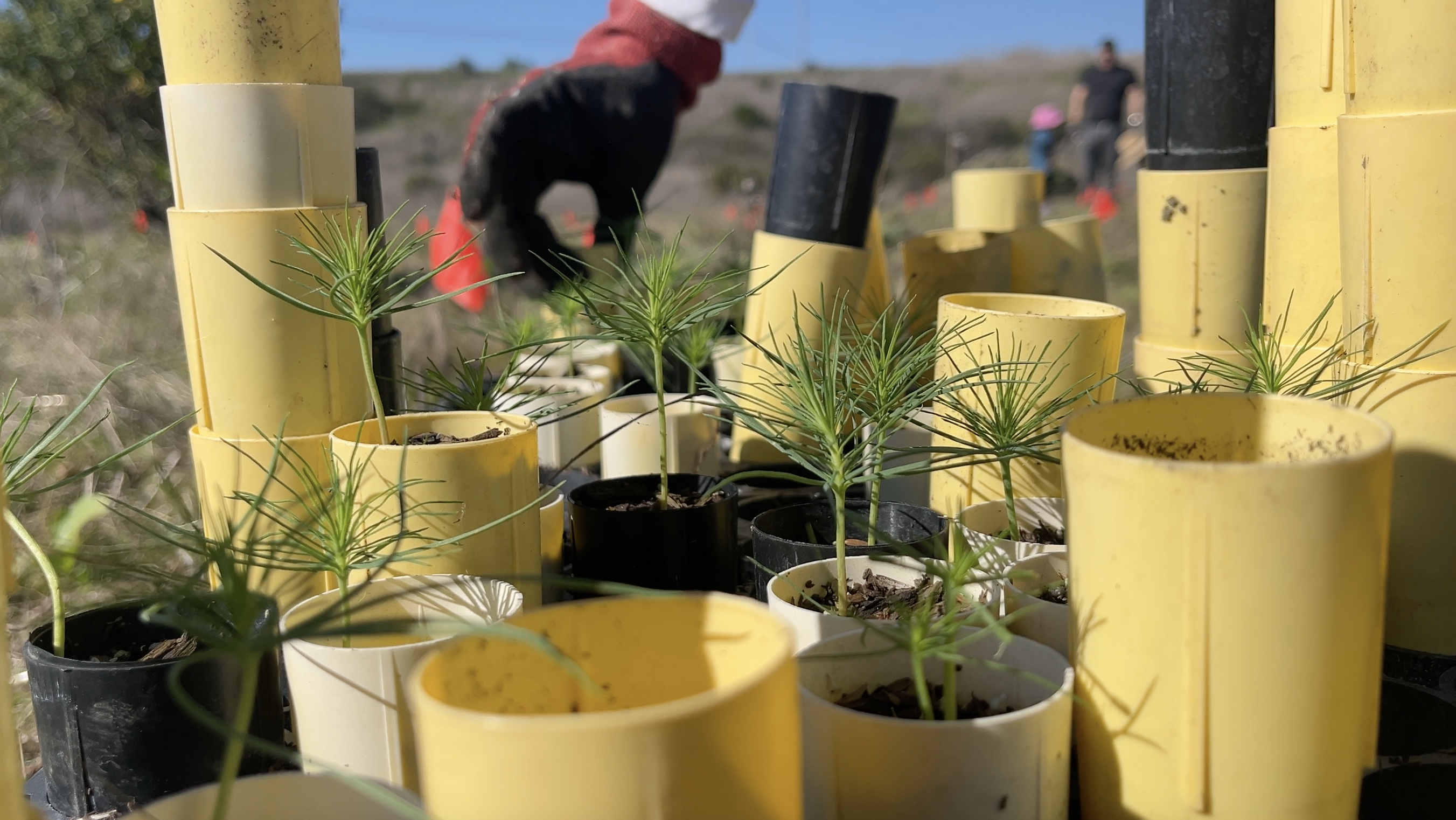 Greenspace's reforestation efforts at Hearst San Simeon State Park