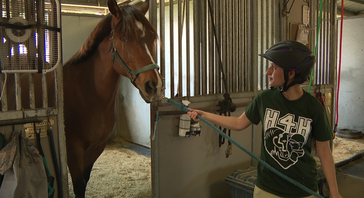 Horses for Handicapped