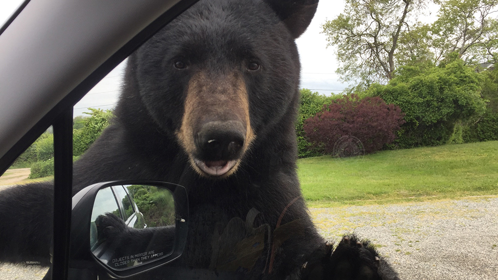 WPTV-BEAR-CAR-1.jpg