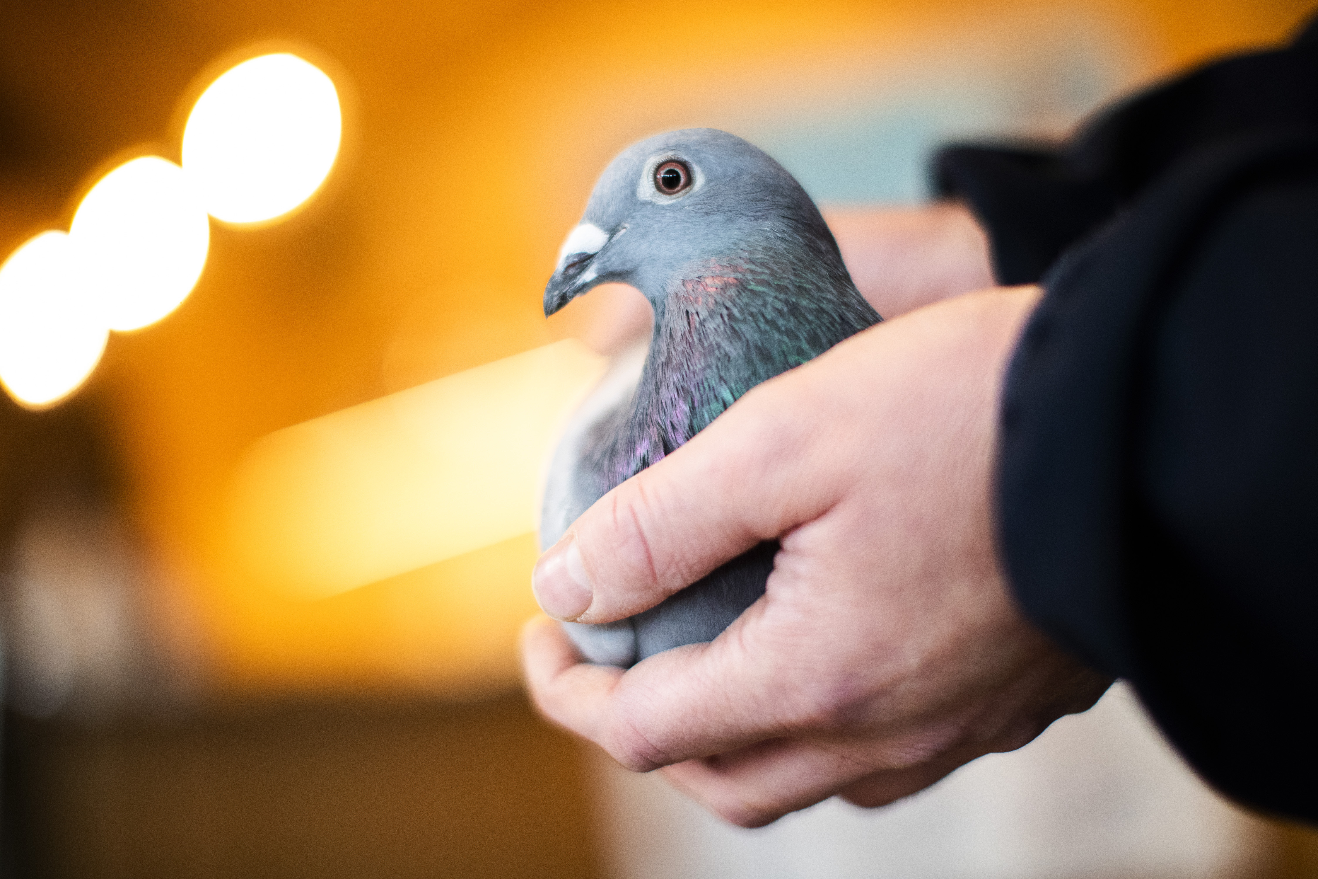 Belgium Record Pigeon