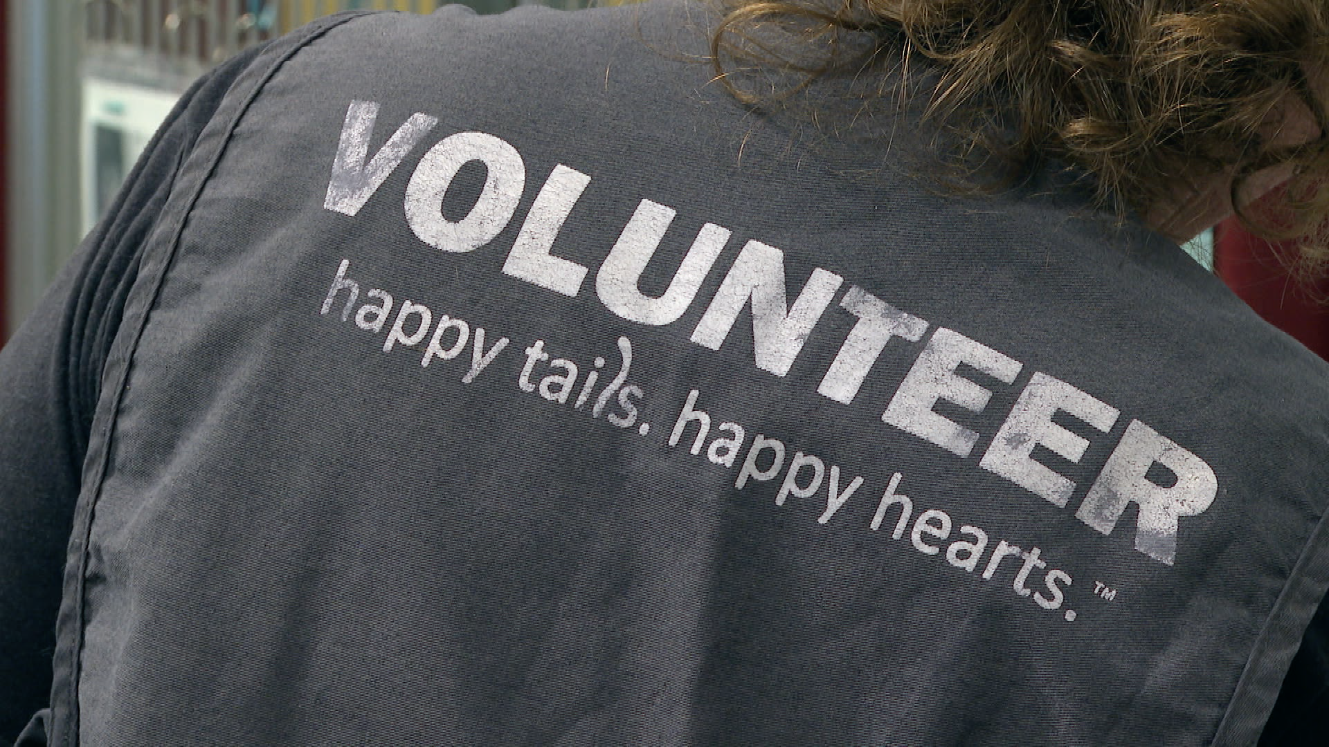 A volunteer for the Humane Society of the Pikes Peak Region tends to a cat 