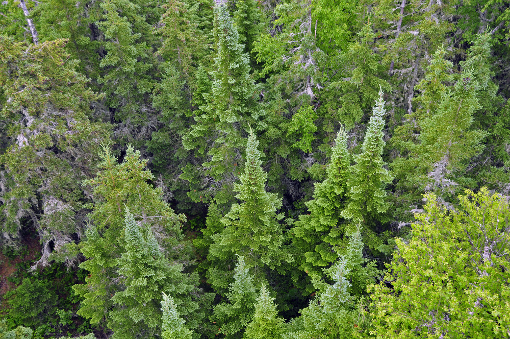 Isle Royale Forest