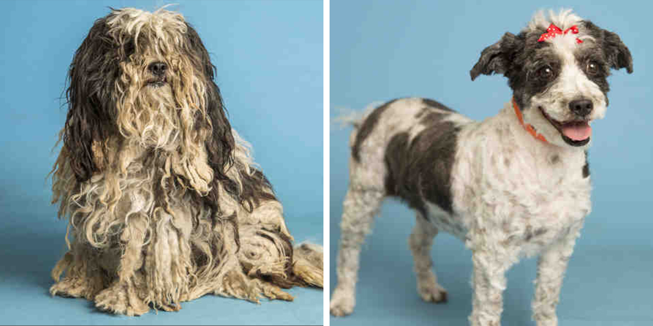 Bella Dirty Dogs Contest