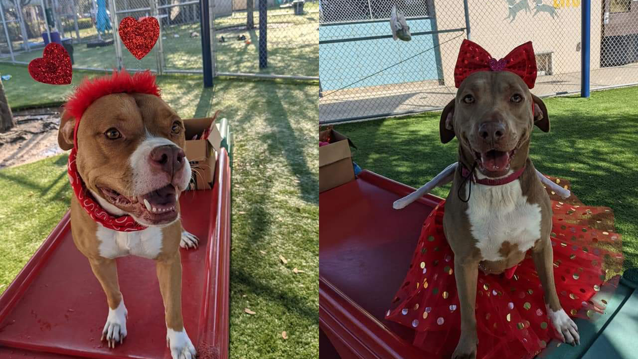 Valentine's dogs.jpg