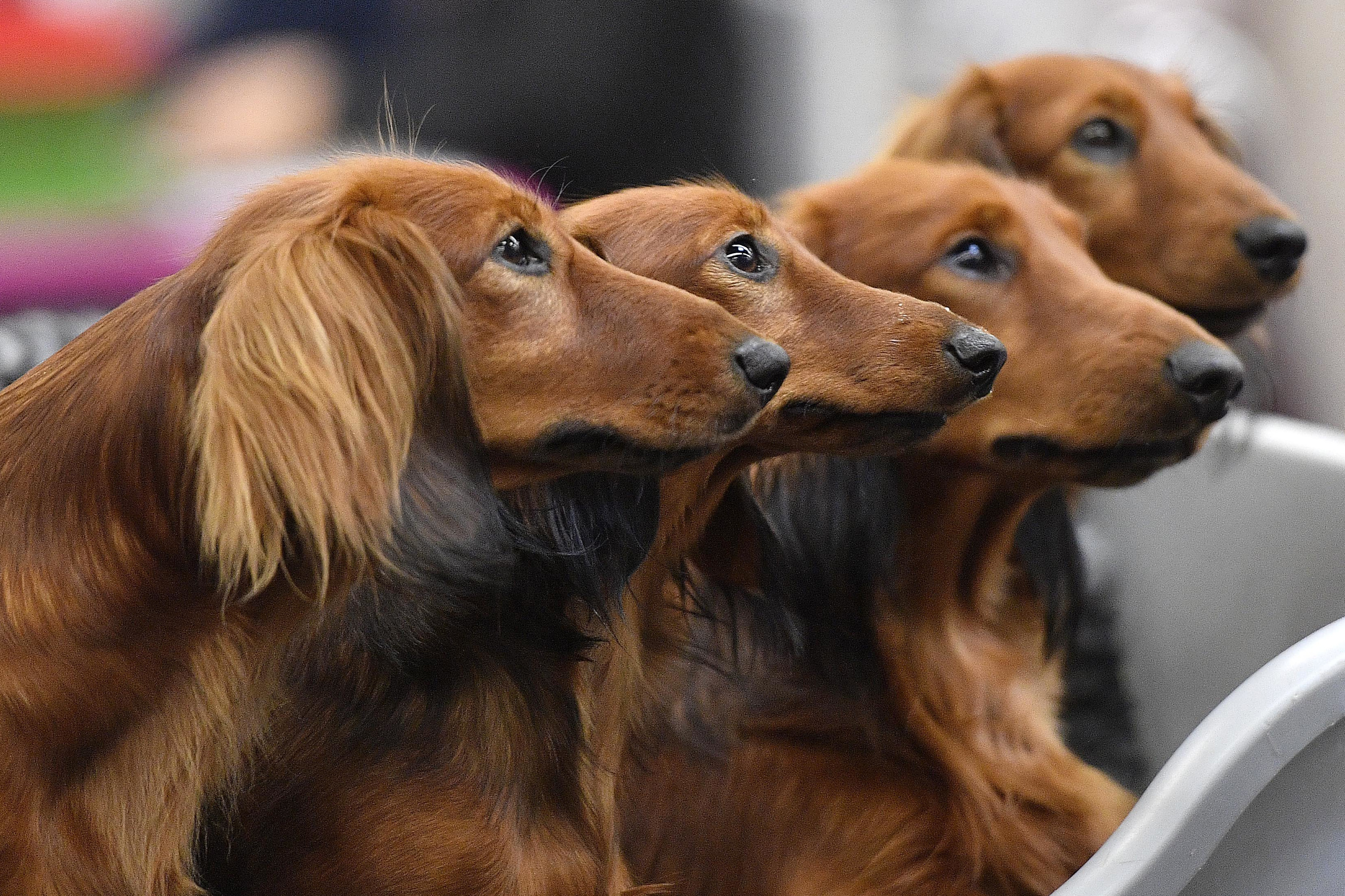 Dogs Personality