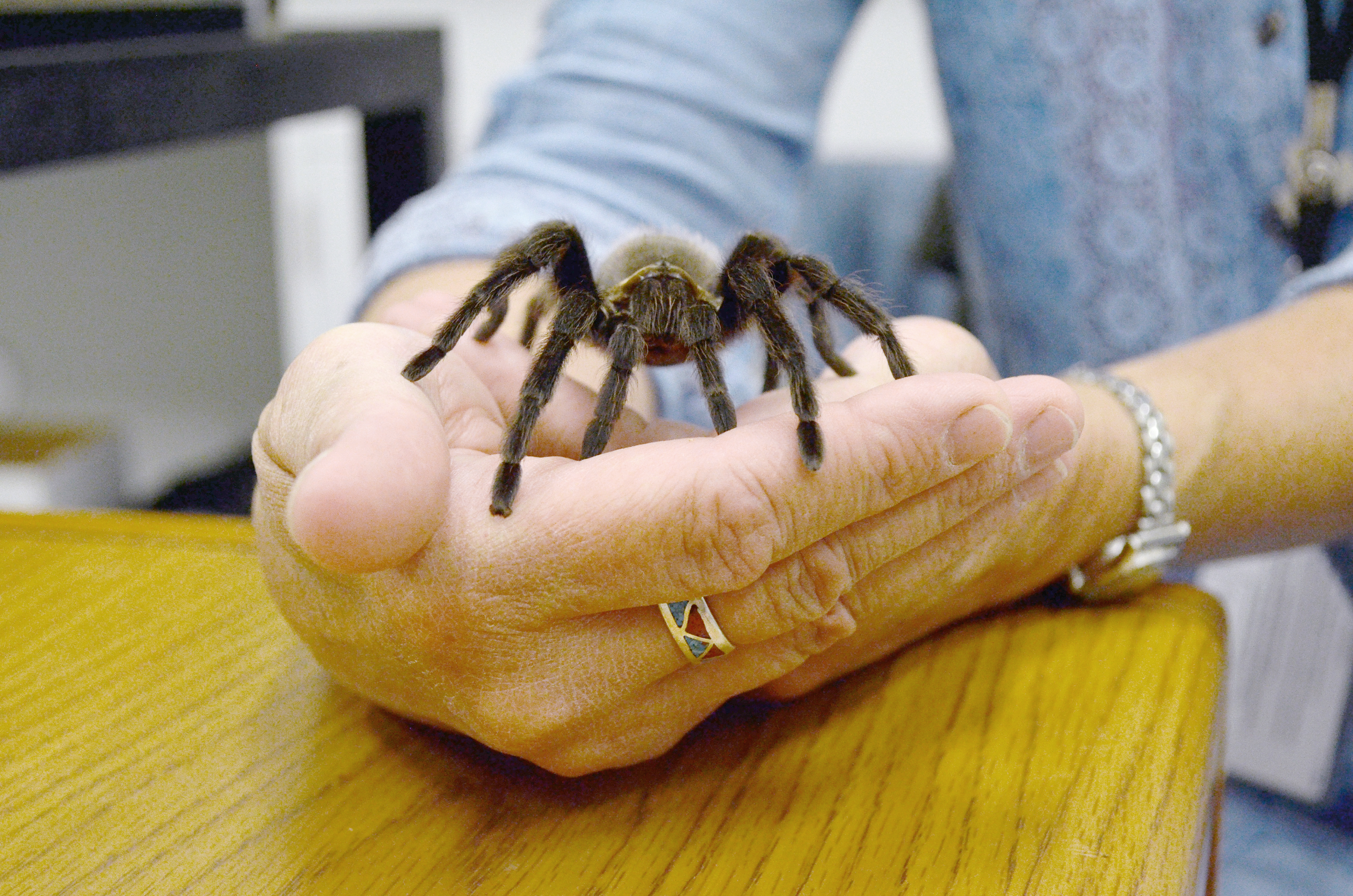 Iowa State University gets 169 confiscated baby tarantulas - Vimarsana News