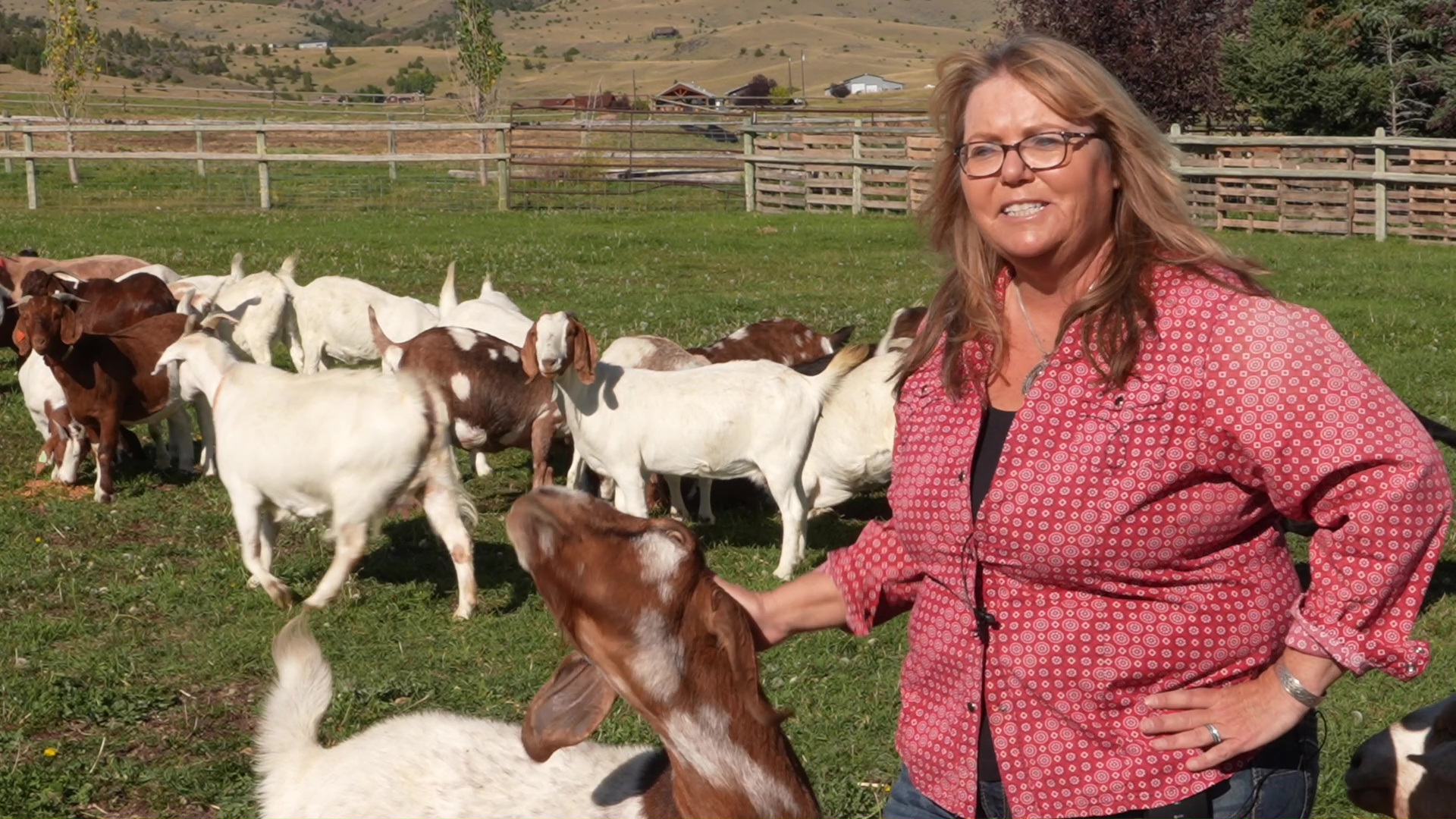 Goat Montana