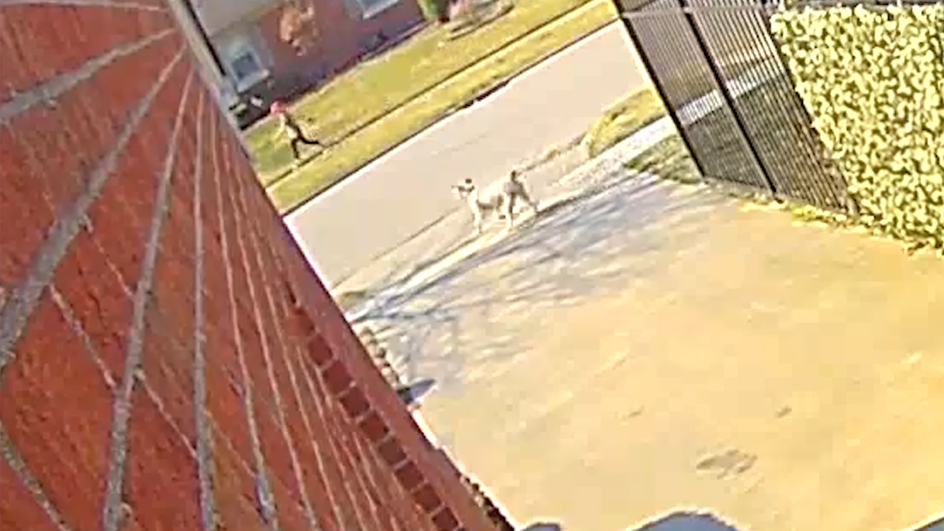 Dog Attack Web.png