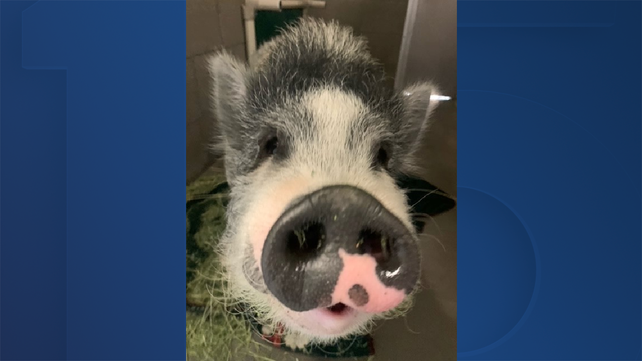 stray pig in yuma.png