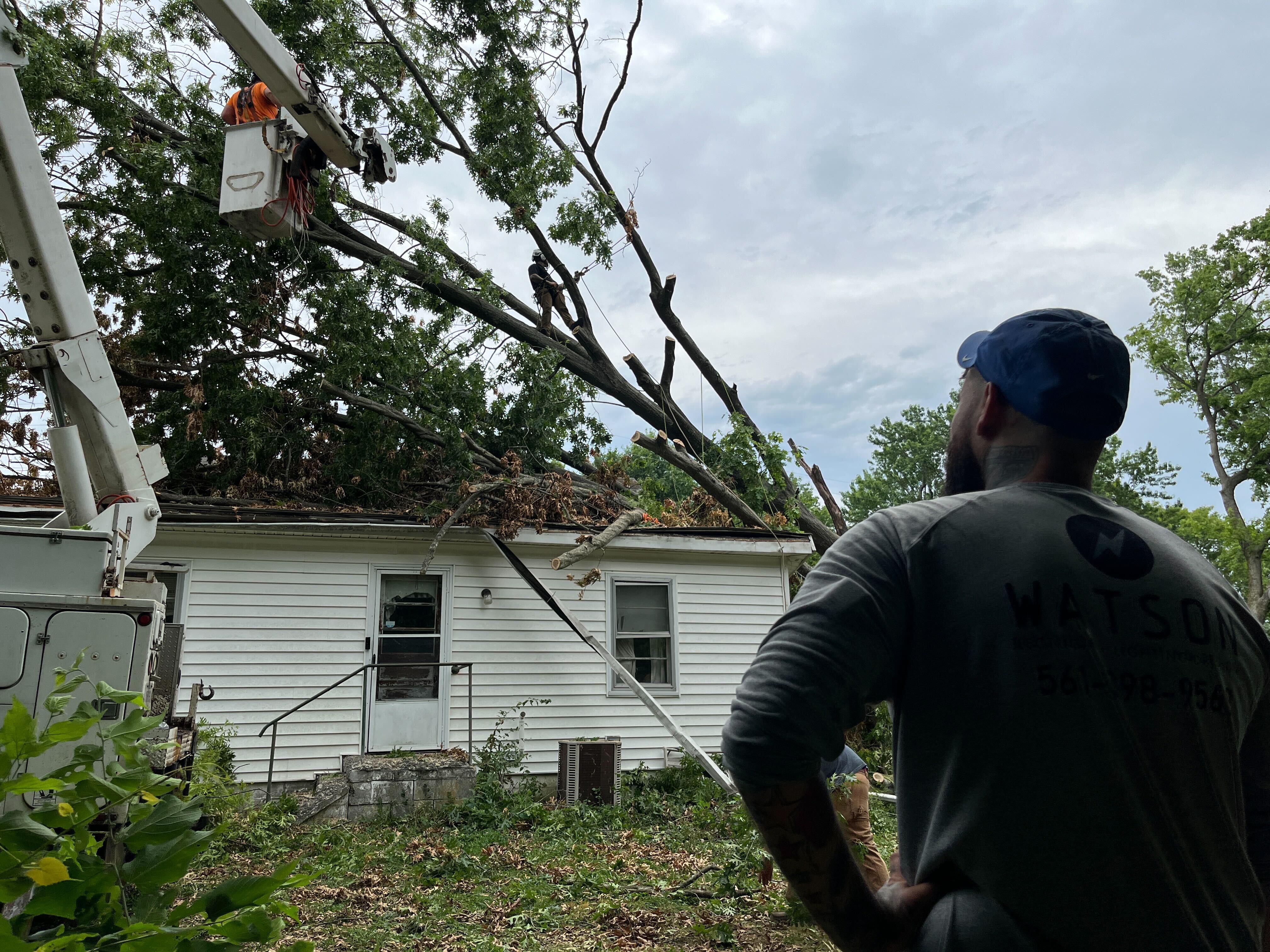 tree removal response