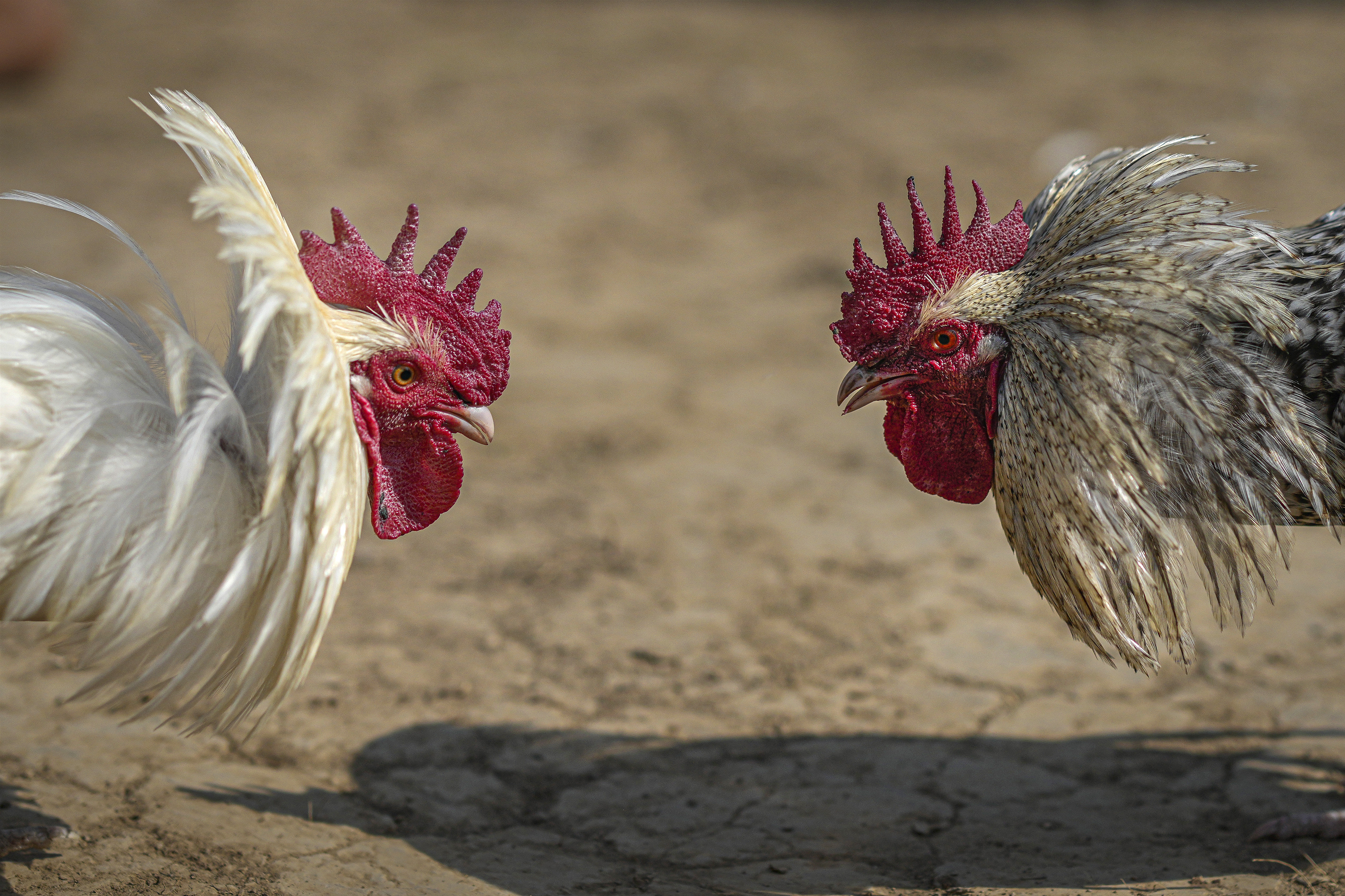 Fighting roosters