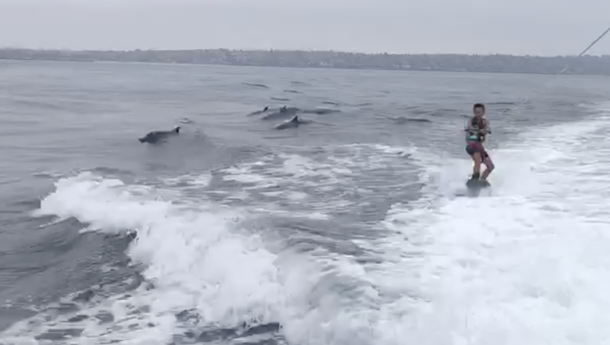 boy wakeboard dolphins