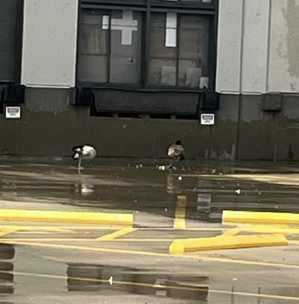 GOOSE RESCUE