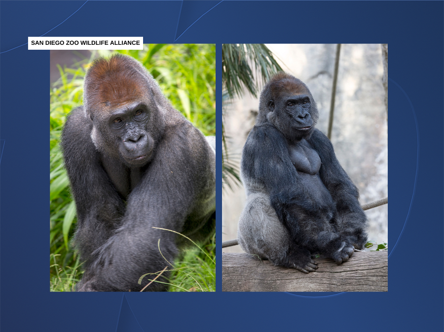 gorilla_maka_sd_zoo.png