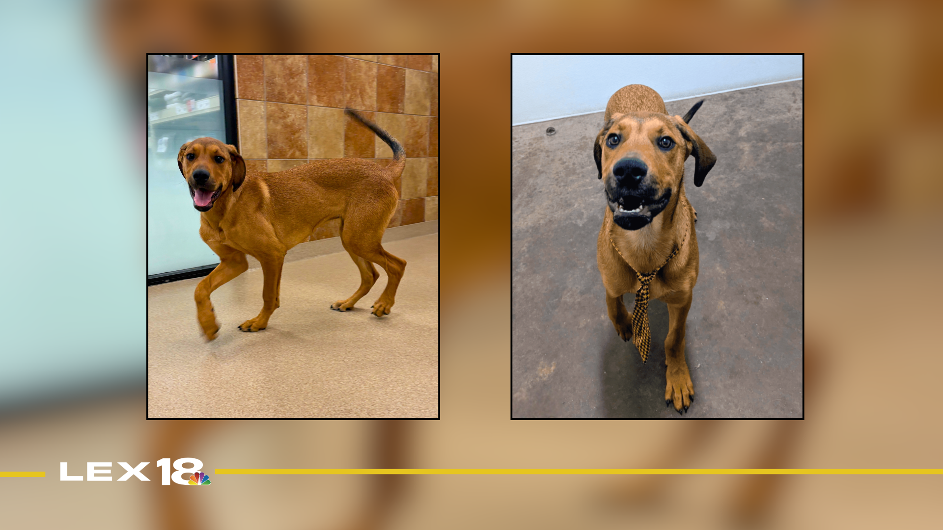 Featured Image Custom Edit (46).png