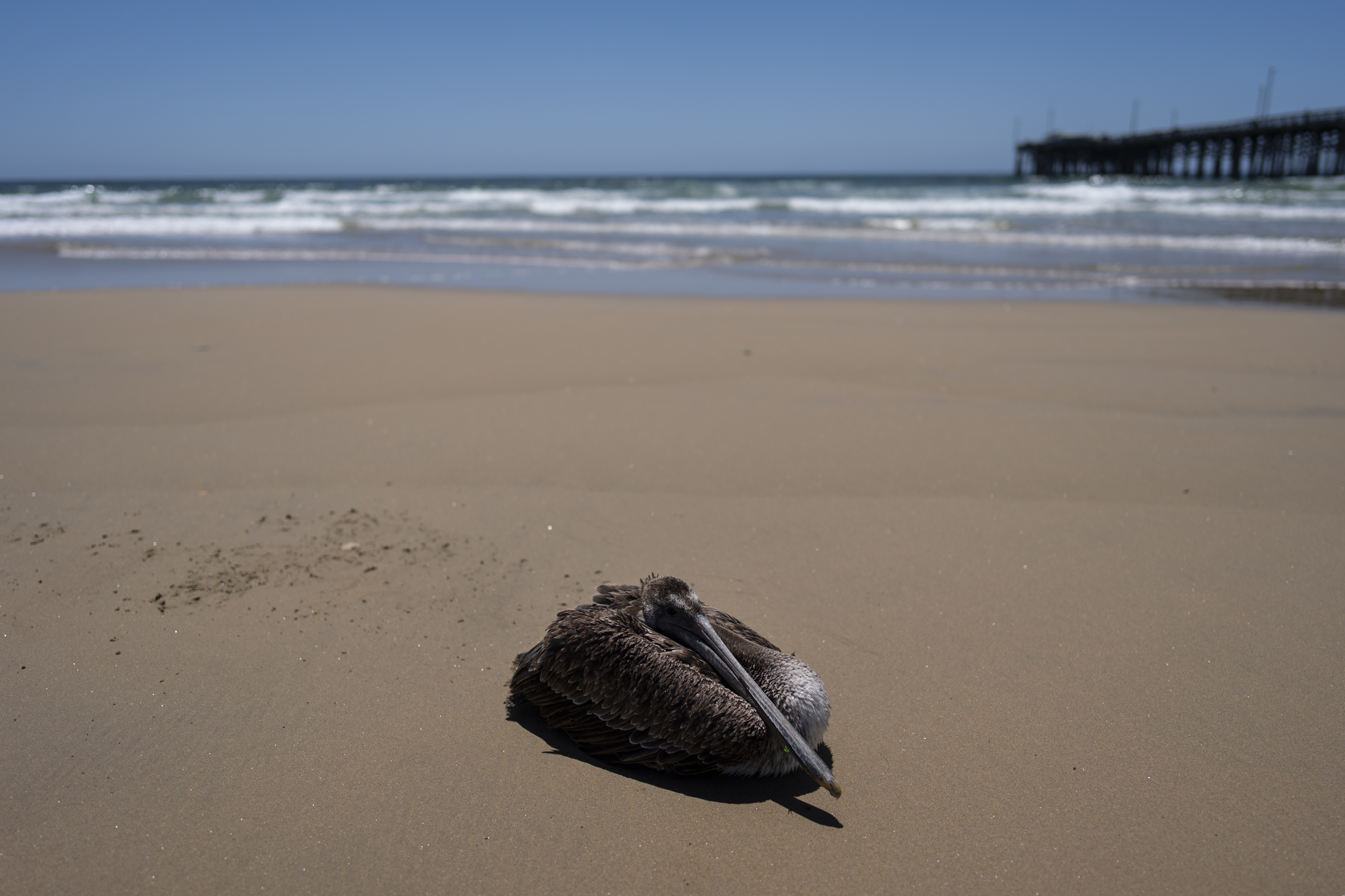 APTOPIX California Sick Pelicans