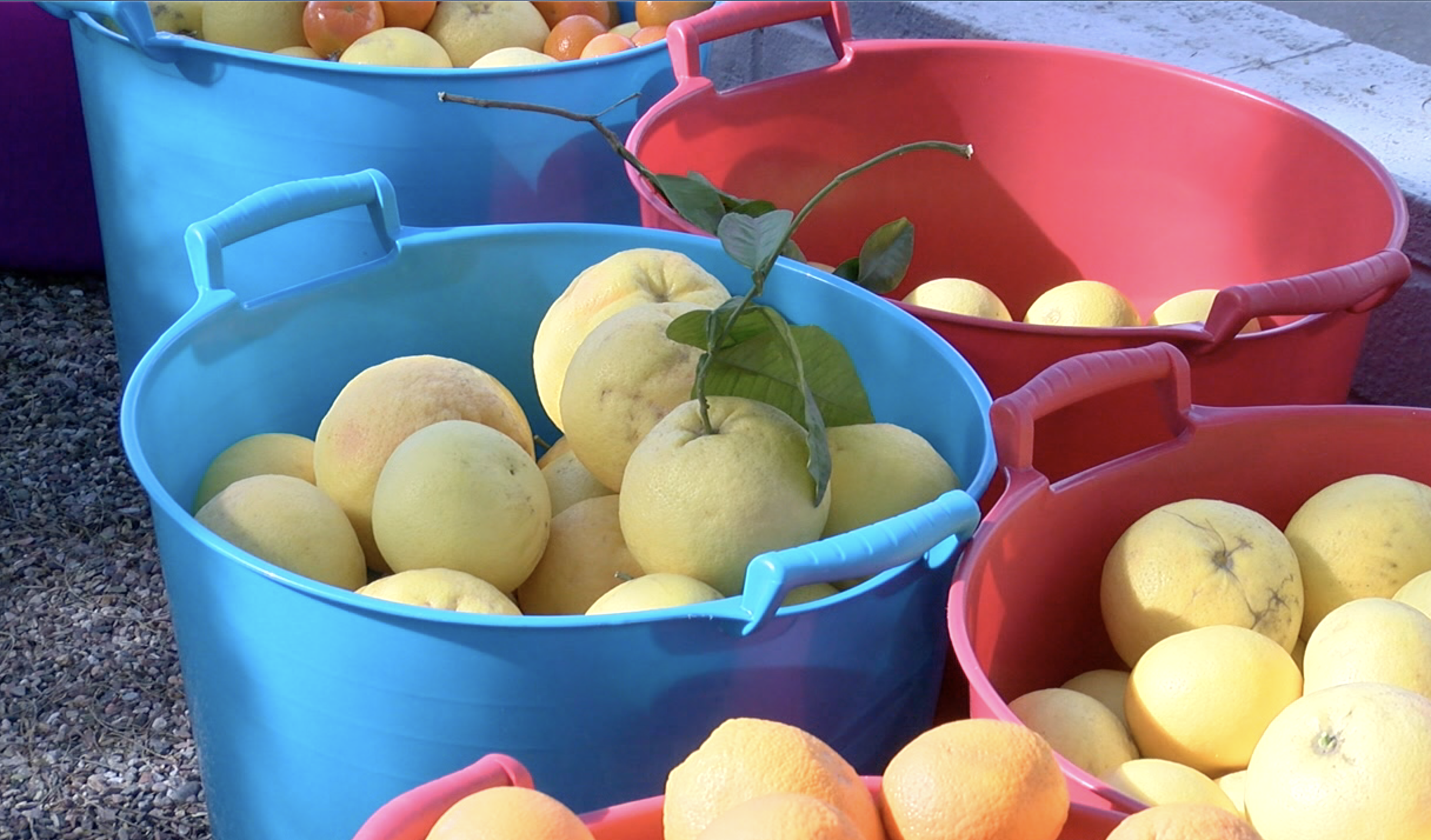 Valley women Christie Kinchen and her sister, offer free citrus 