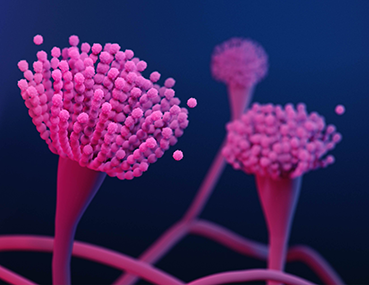 Aspergillus is a common mold in the environment and an example of antimicrobial-resistant fungi