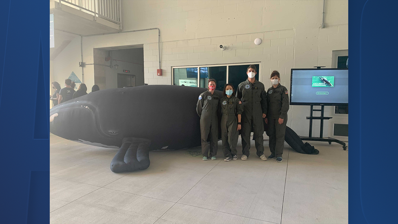 Whale