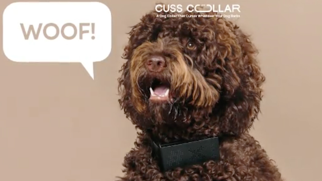 Cuss Collar