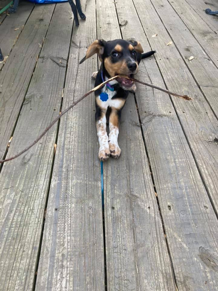dog puppy GENIE