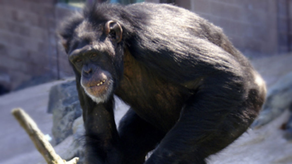 Chimpanzee at Belfast Zoo