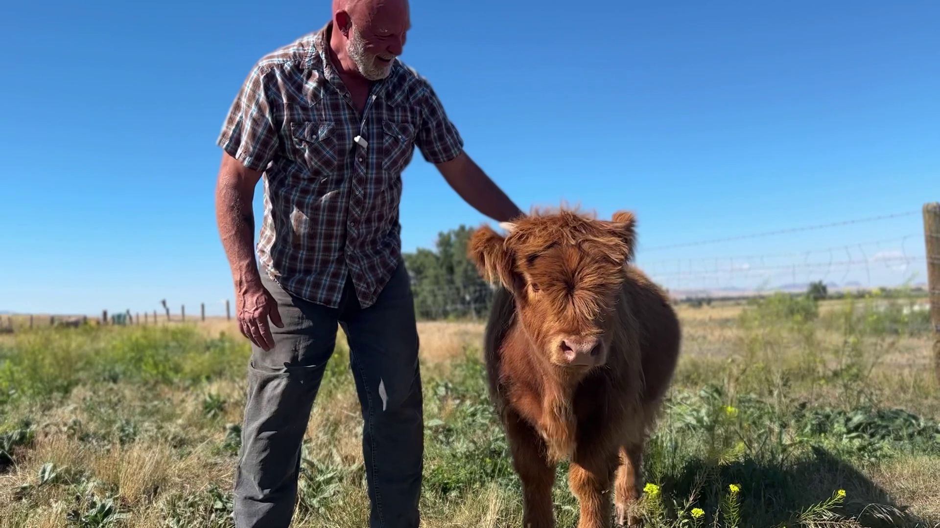 David Allen and Highland cow
