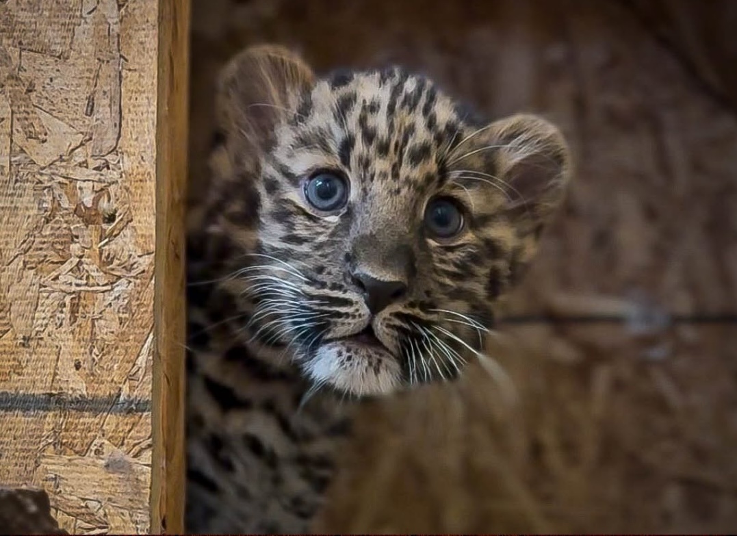 Amur Leopard Cub