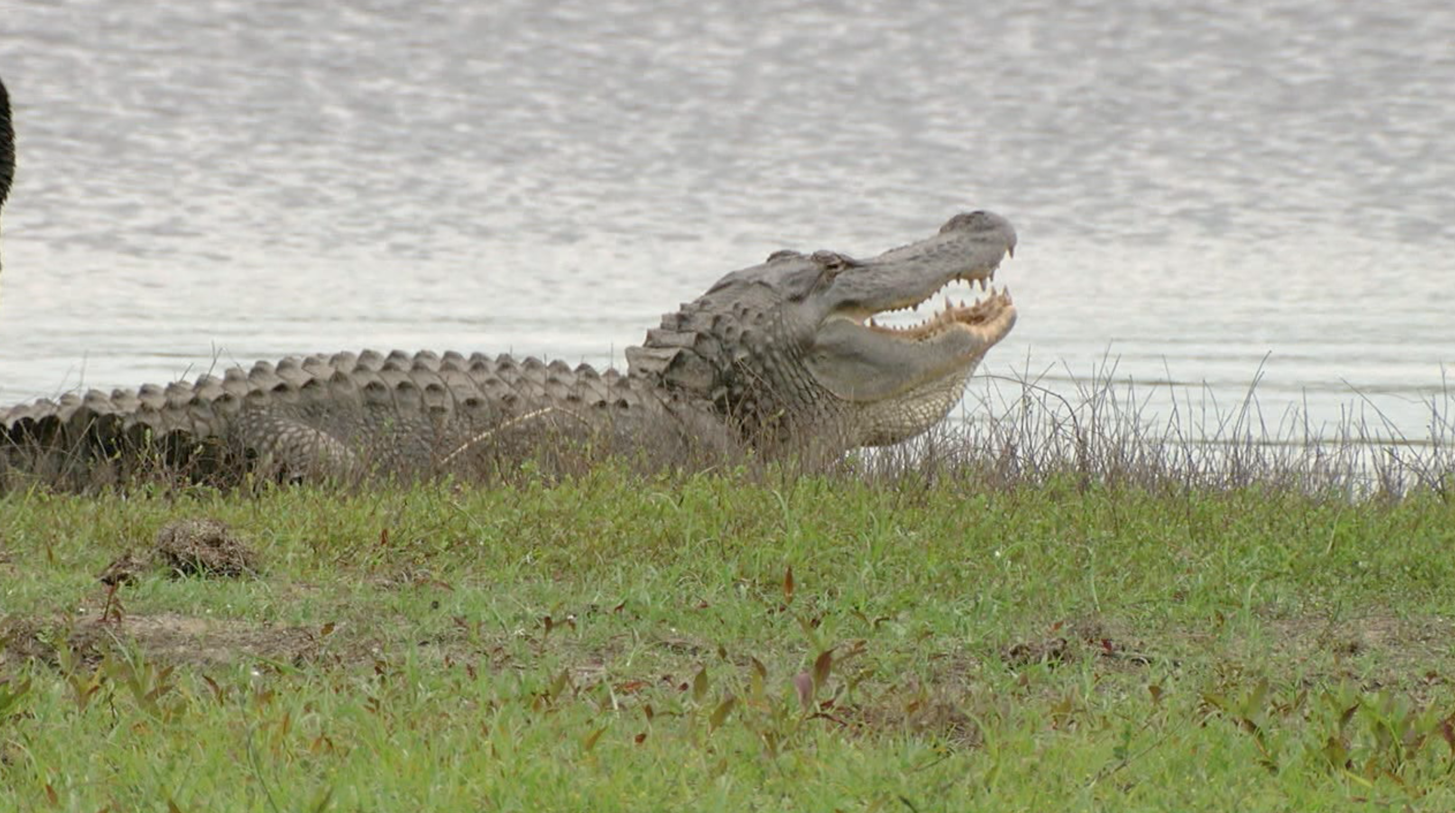 Alligator 