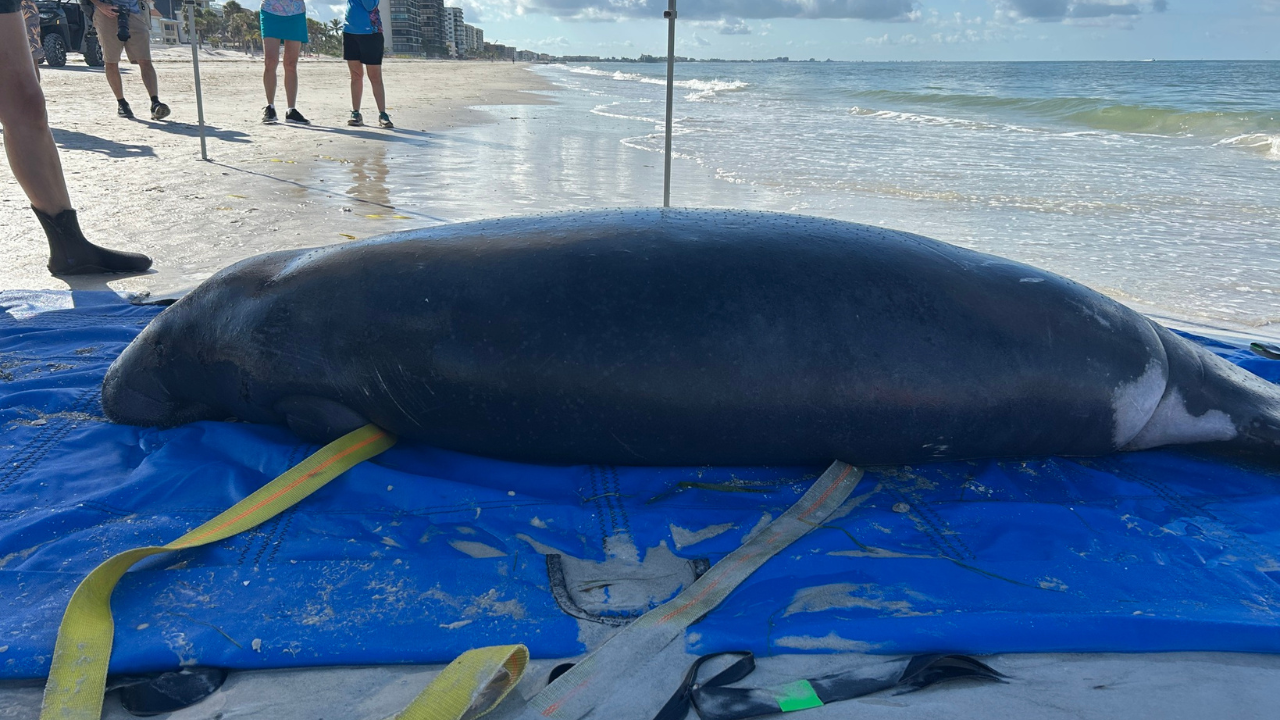 beached manatee.png