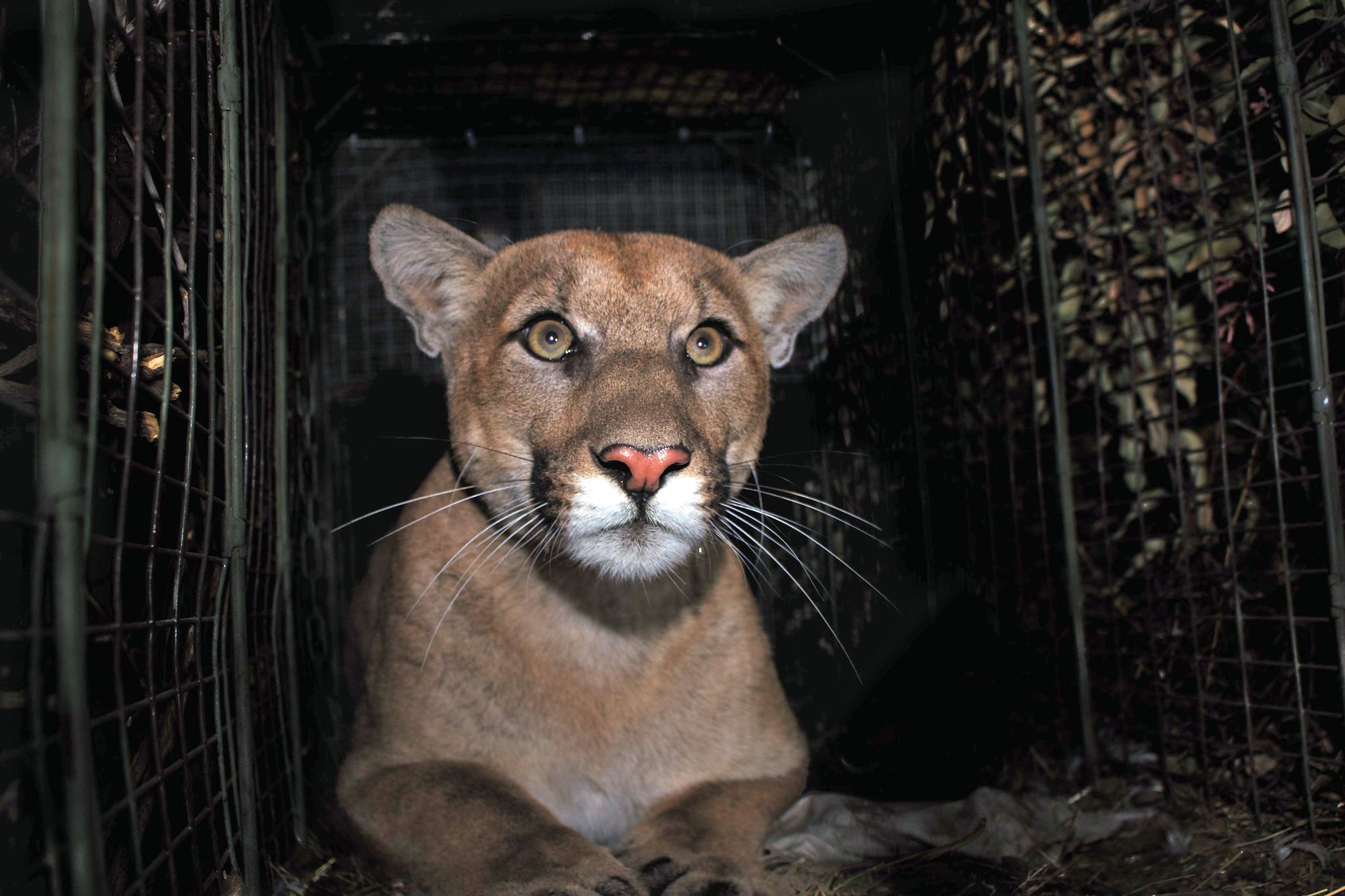 The 4-year-old big cat known as P-61 was hit around 4 a.m. in the Sepulveda Pass section of Interstate 405