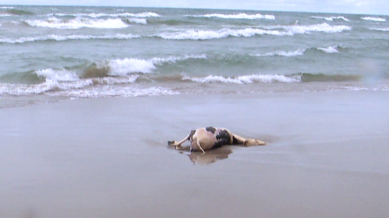 Carcass washes ashore in Grand Haven_1.png
