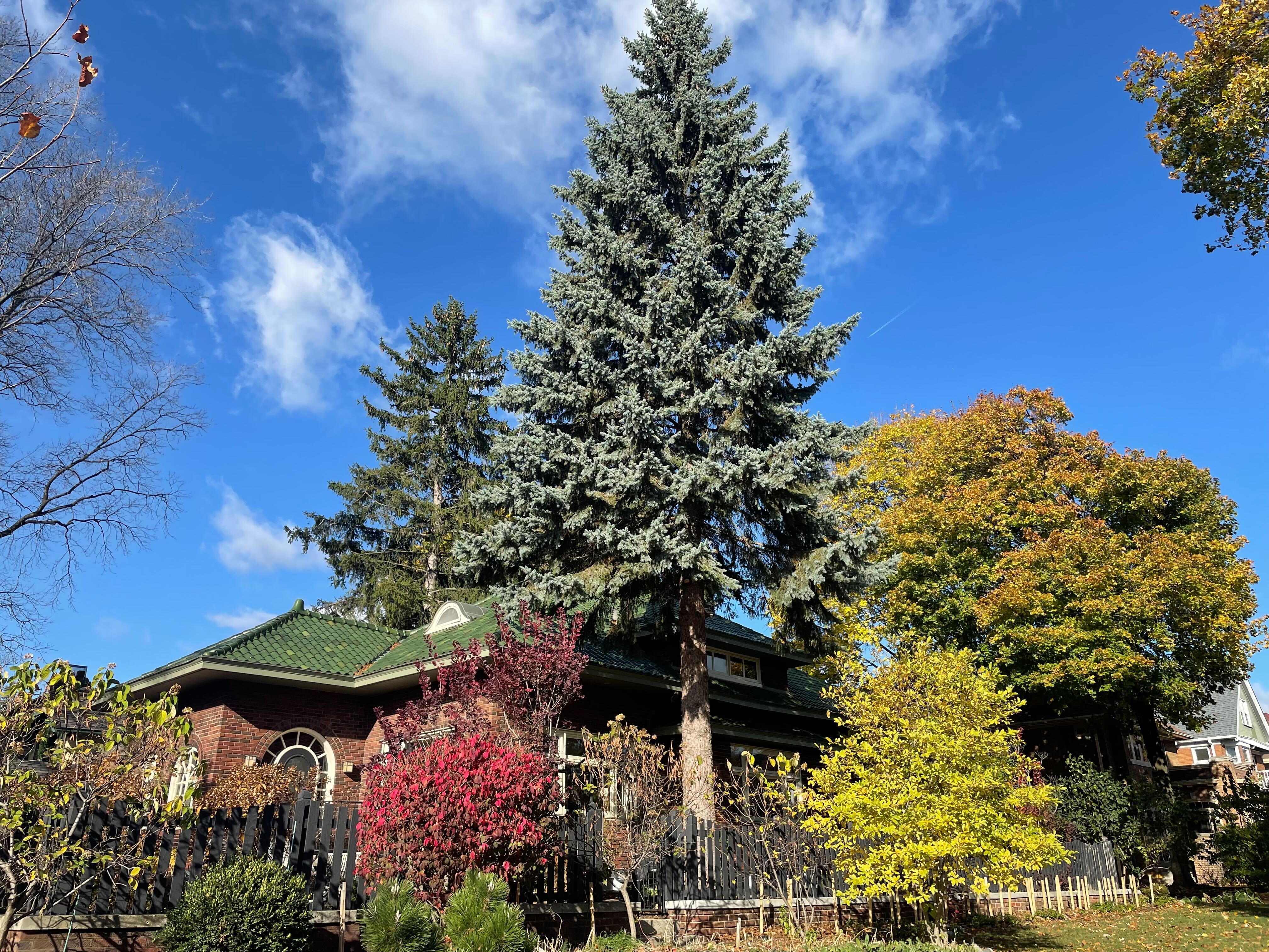 Milwaukee Christmas Tree 2024