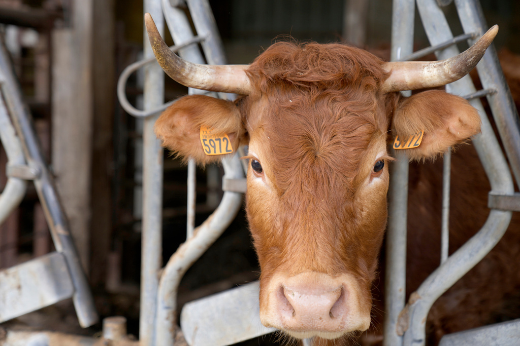 A cow.