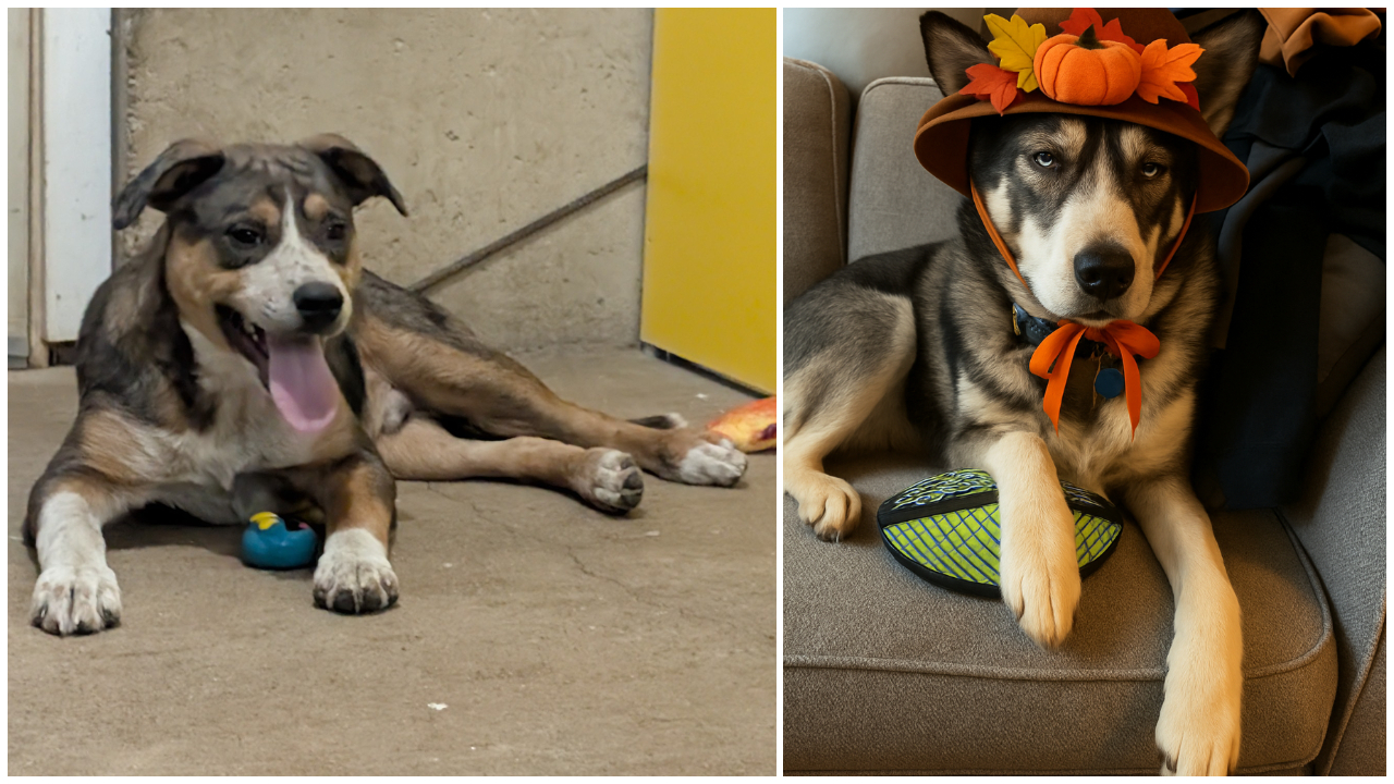 Pets Of The Week: Judge and Sasha