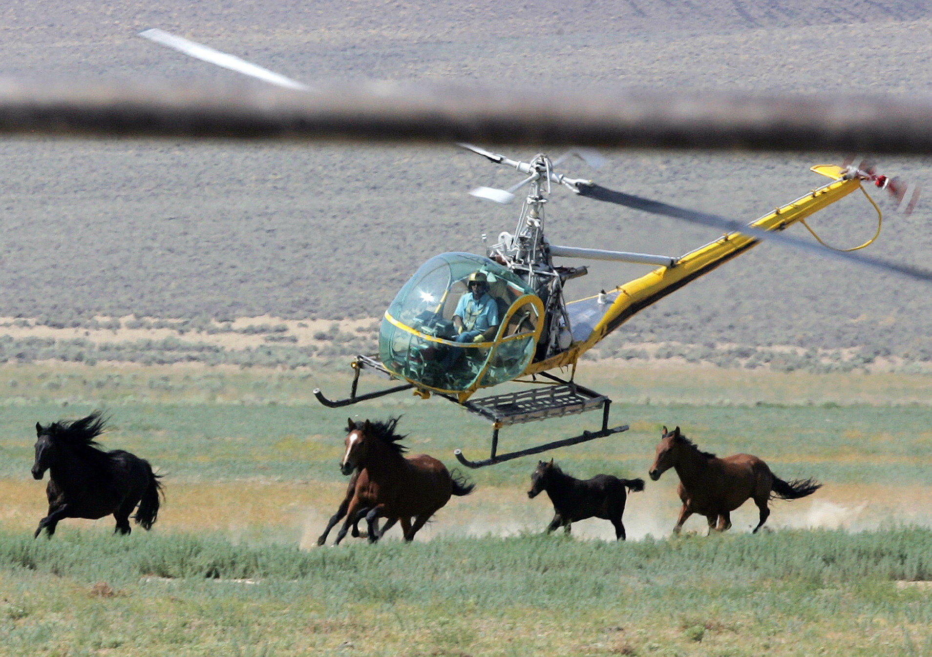Mustang Roundup Nevada Deaths