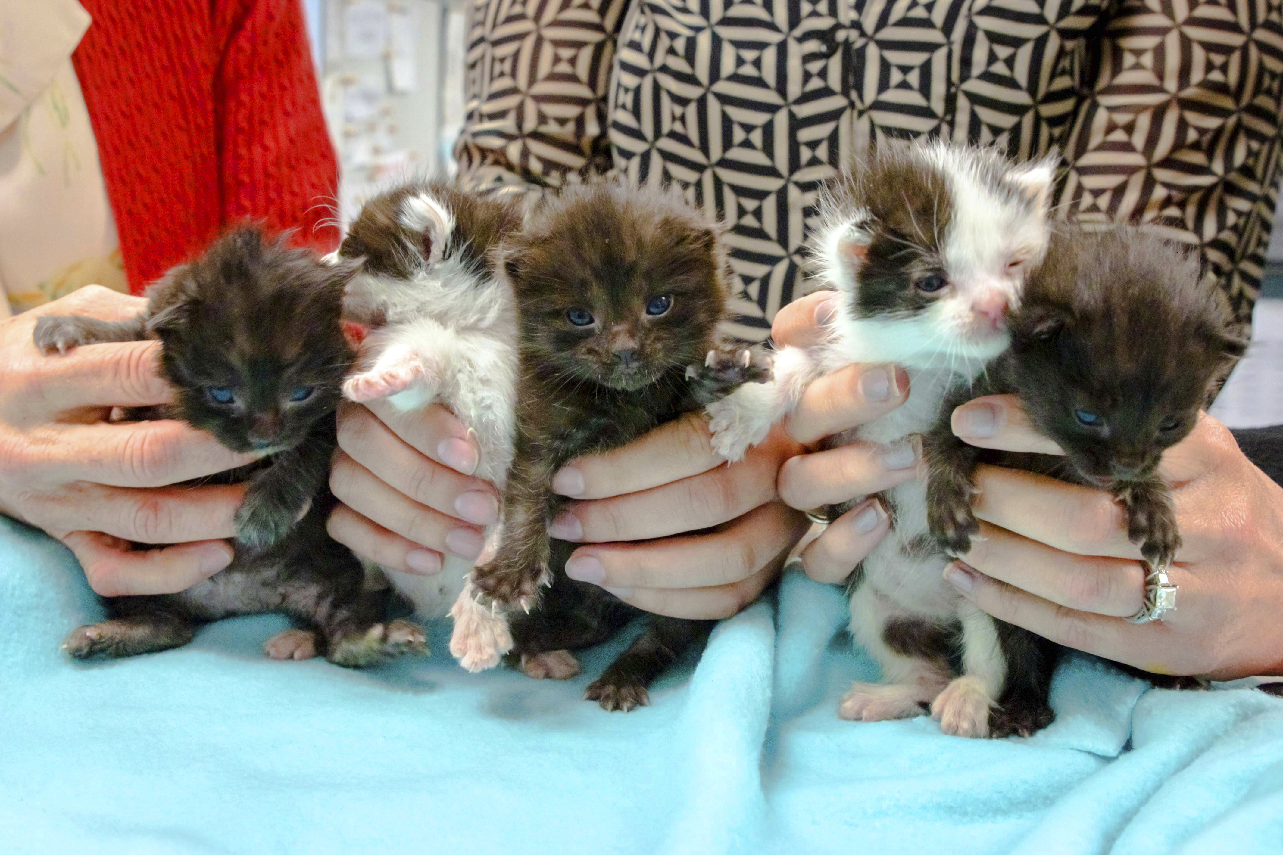 Kitten Stowaways San Diego AP Photo