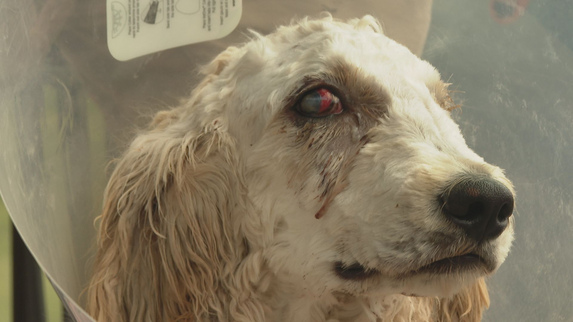 Young dog suffers "blunt force trauma;" investigation ongoing